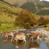 Vielha: natura, cultura i aventura per gaudir l’estiu al cor dels Pirineus