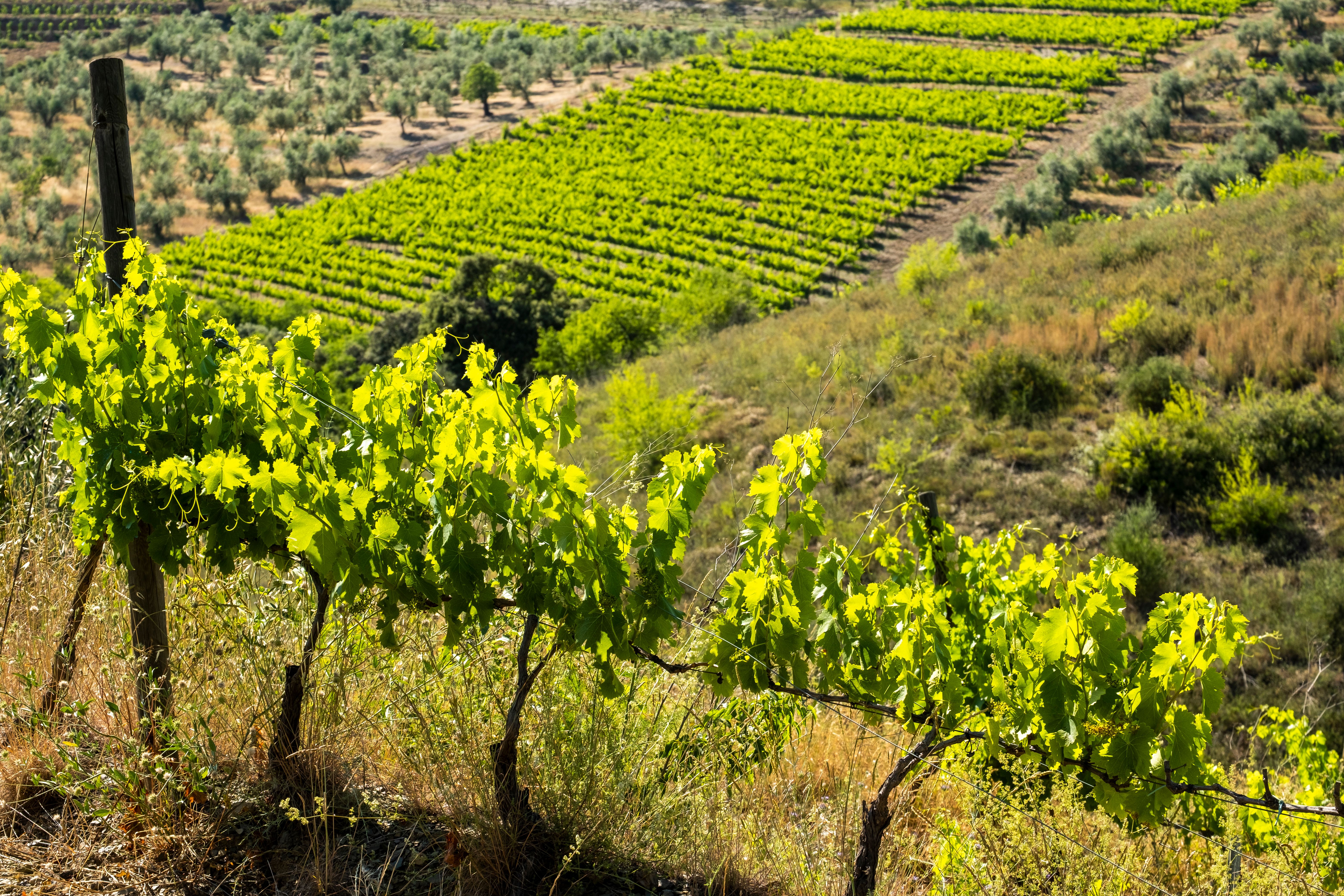 Escapada enoturística pel Penedès: vi, paisatge i autenticitat